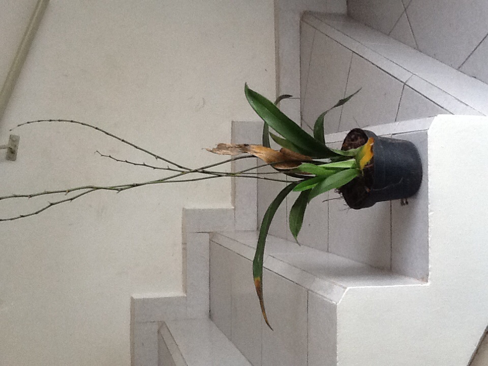 [Foto de planta, jardin, jardineria]