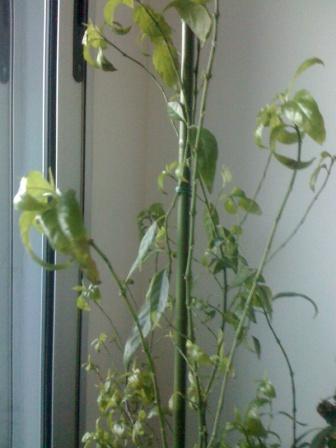 [Foto de planta, jardin, jardineria]