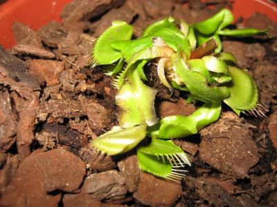 [Foto de planta, jardin, jardineria]