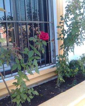 [Foto de planta, jardin, jardineria]