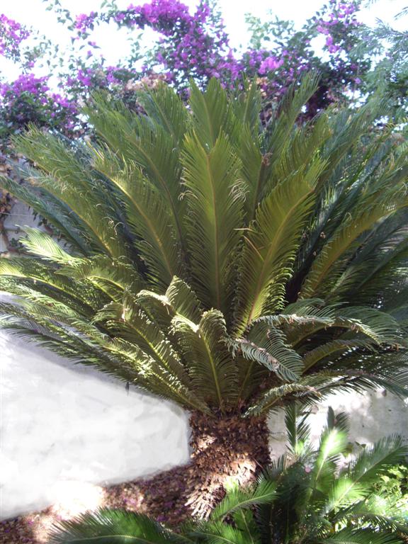 [Foto de planta, jardin, jardineria]