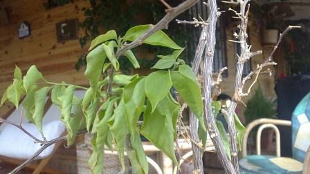 [Foto de planta, jardin, jardineria]