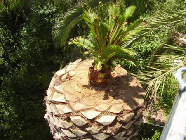 [Foto de planta, jardin, jardineria]