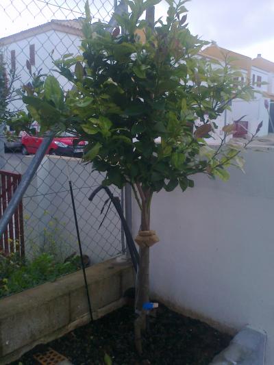 [Foto de planta, jardin, jardineria]