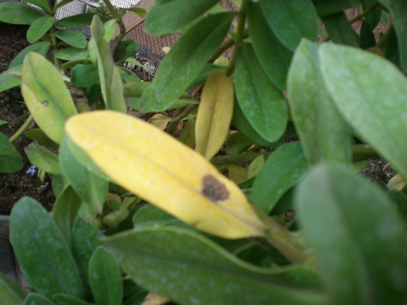 [Foto de planta, jardin, jardineria]