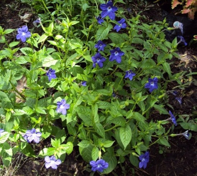 [Foto de planta, jardin, jardineria]