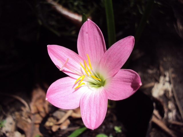 [Foto de planta, jardin, jardineria]