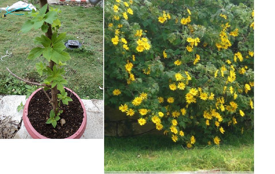 [Foto de planta, jardin, jardineria]