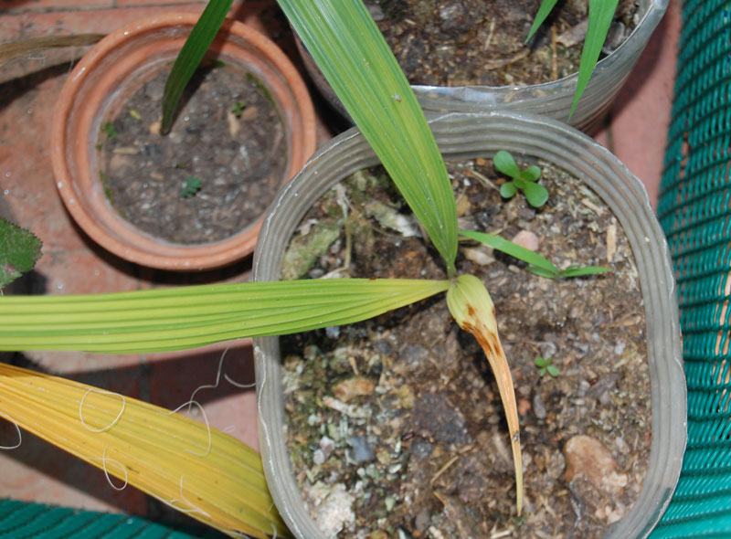 [Foto de planta, jardin, jardineria]