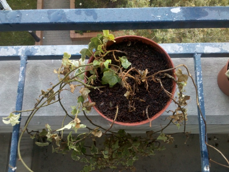 [Foto de planta, jardin, jardineria]