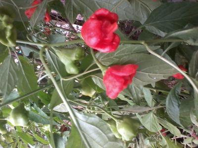 [Foto de planta, jardin, jardineria]