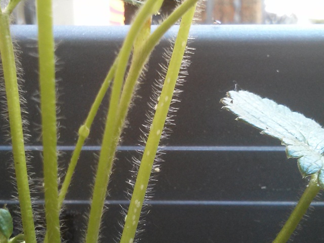 [Foto de planta, jardin, jardineria]
