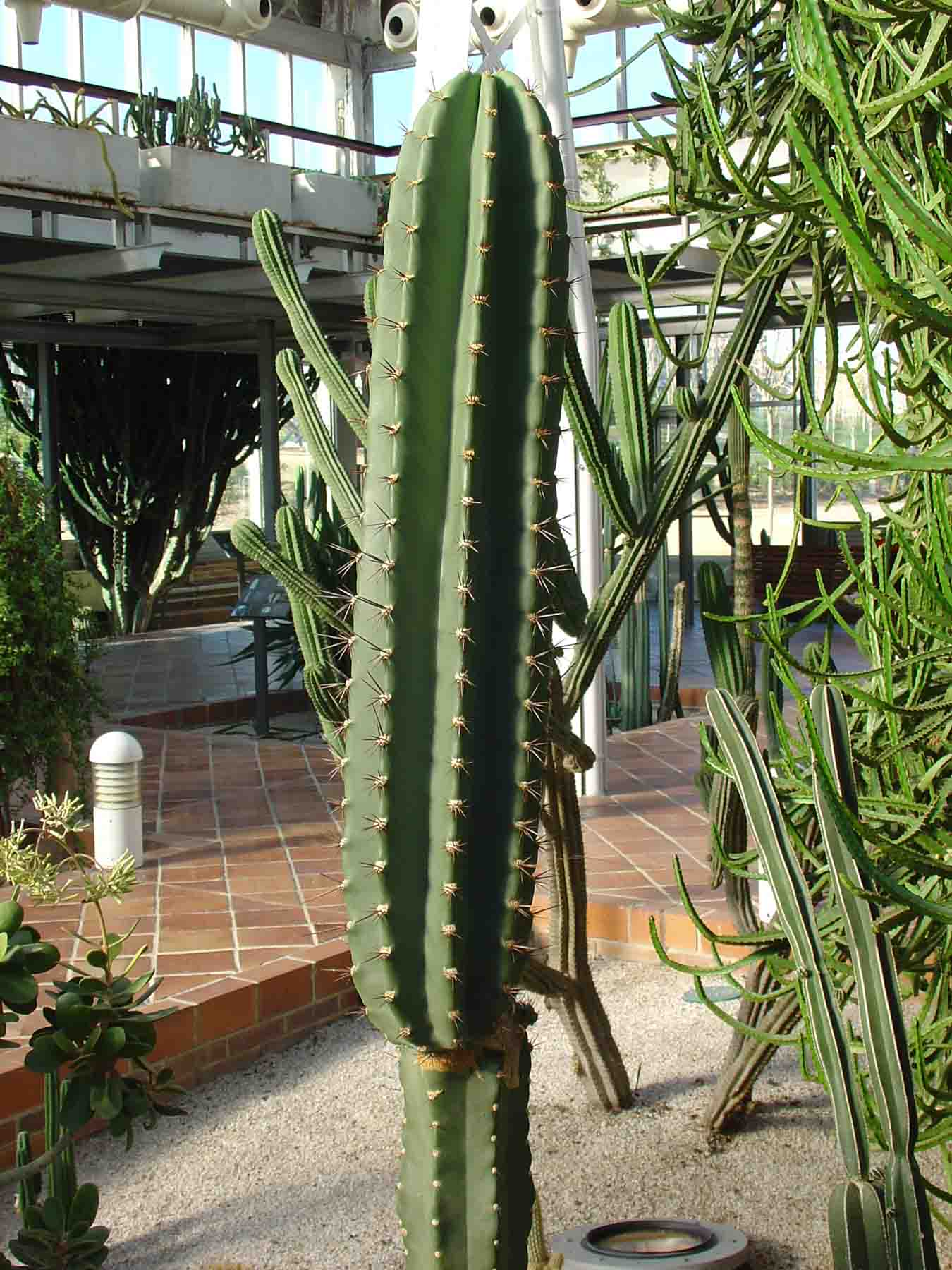[Foto de planta, jardin, jardineria]