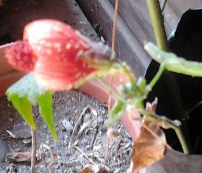 [Foto de planta, jardin, jardineria]