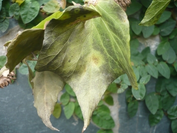 [Foto de planta, jardin, jardineria]