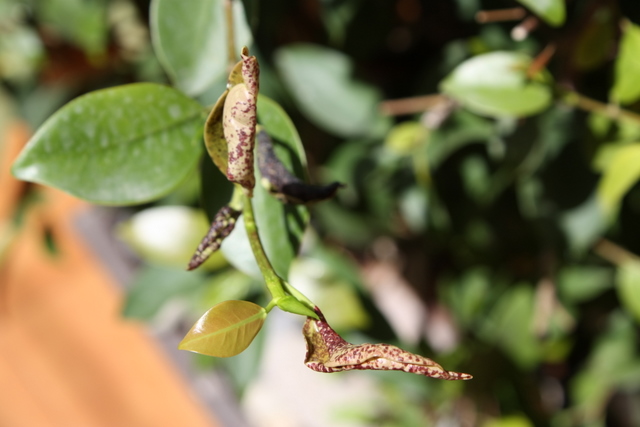 [Foto de planta, jardin, jardineria]