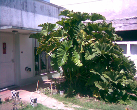 [Foto de planta, jardin, jardineria]
