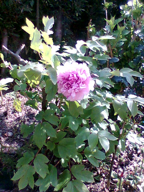 [Foto de planta, jardin, jardineria]