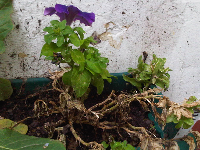 [Foto de planta, jardin, jardineria]