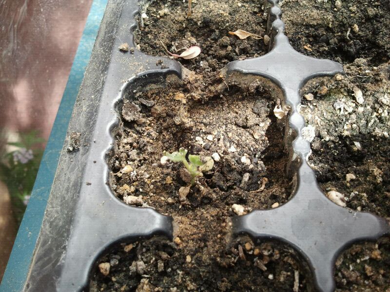 [Foto de planta, jardin, jardineria]