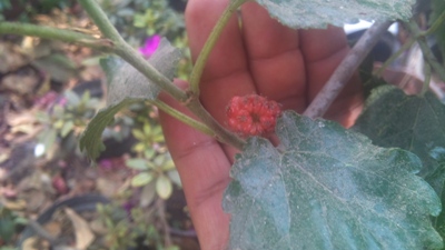 [Foto de planta, jardin, jardineria]