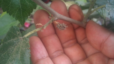 [Foto de planta, jardin, jardineria]