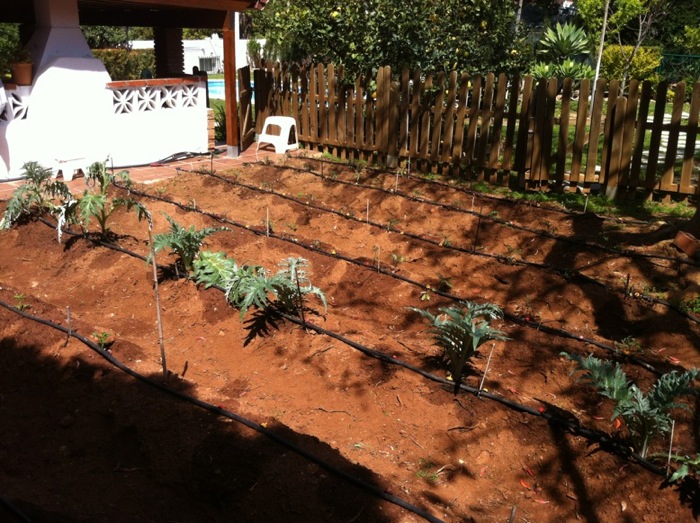 [Foto de planta, jardin, jardineria]