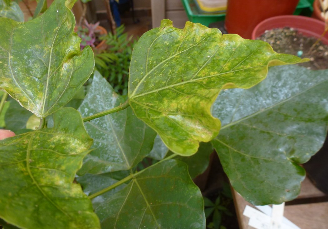 [Foto de planta, jardin, jardineria]