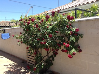 [Foto de planta, jardin, jardineria]