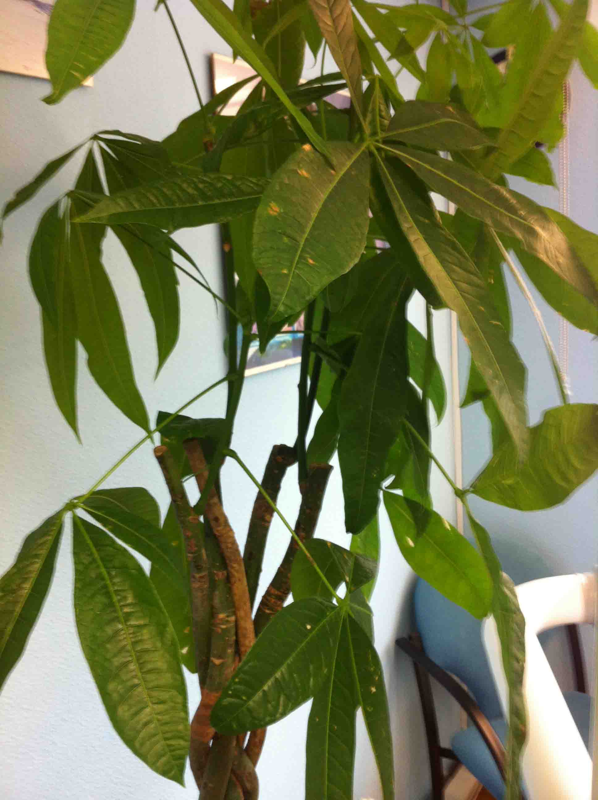 [Foto de planta, jardin, jardineria]