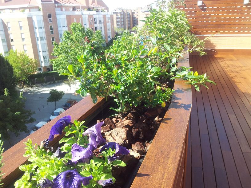 [Foto de planta, jardin, jardineria]