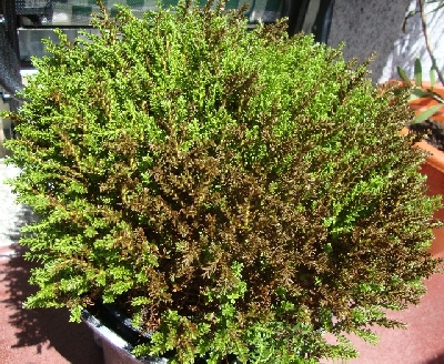 [Foto de planta, jardin, jardineria]