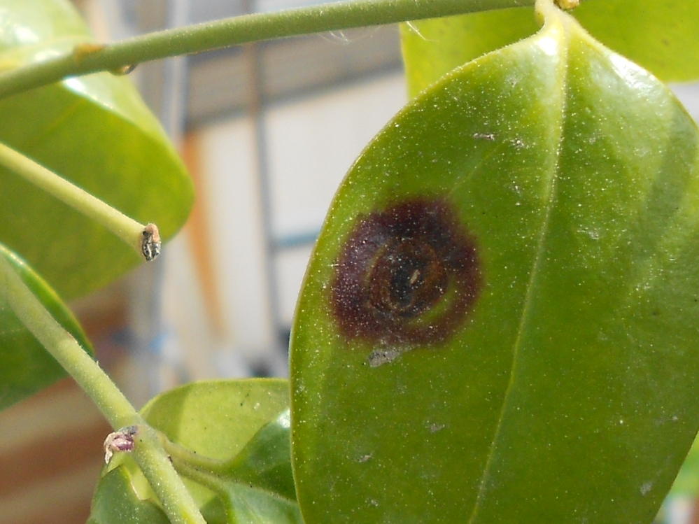 [Foto de planta, jardin, jardineria]