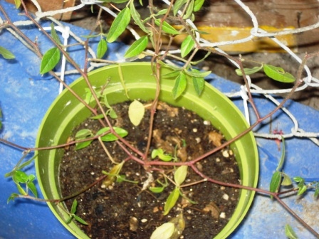 [Foto de planta, jardin, jardineria]