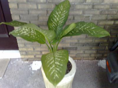 [Foto de planta, jardin, jardineria]