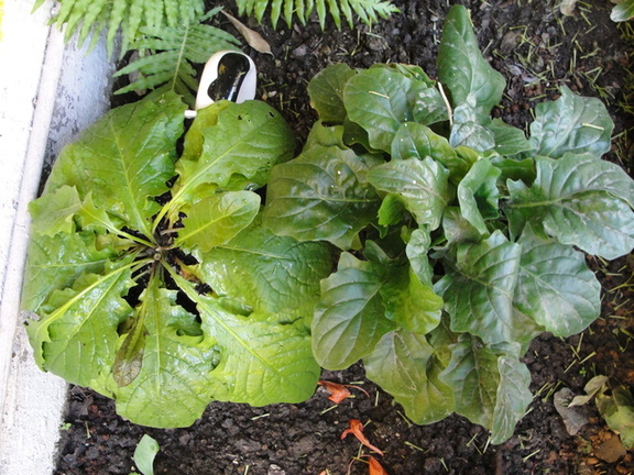 [Foto de planta, jardin, jardineria]