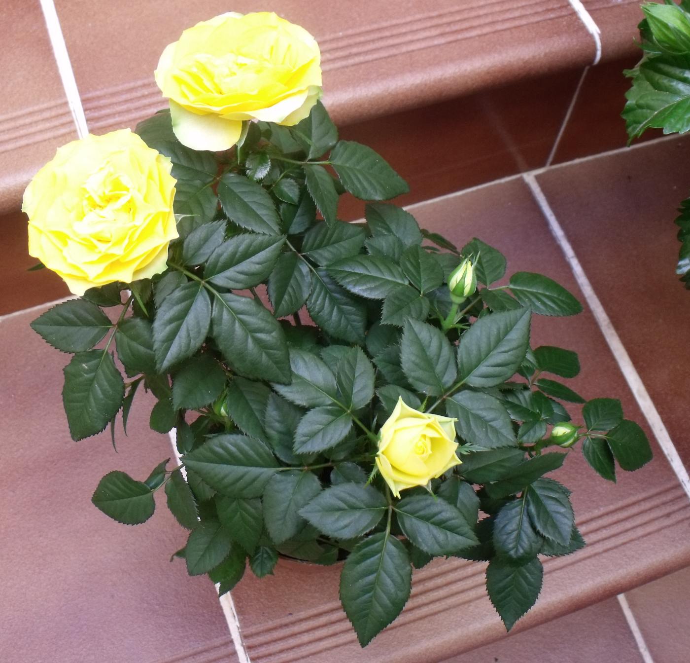 [Foto de planta, jardin, jardineria]