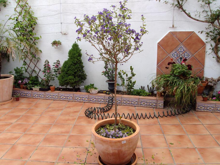 [Foto de planta, jardin, jardineria]