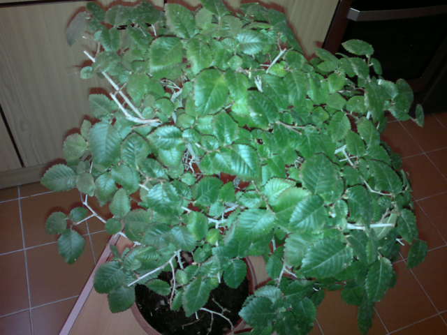 [Foto de planta, jardin, jardineria]