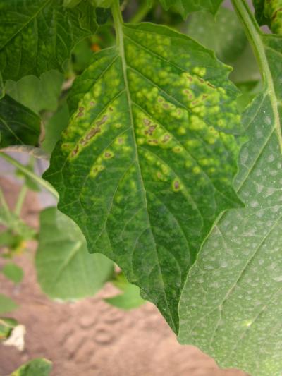 [Foto de planta, jardin, jardineria]