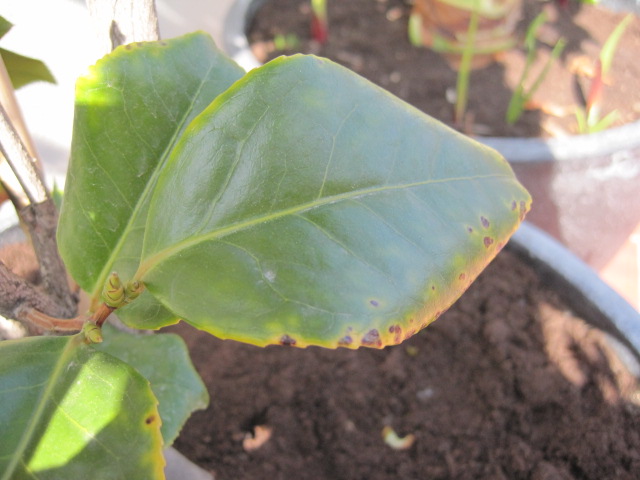 [Foto de planta, jardin, jardineria]