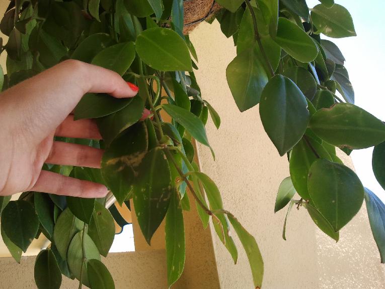 [Foto de planta, jardin, jardineria]