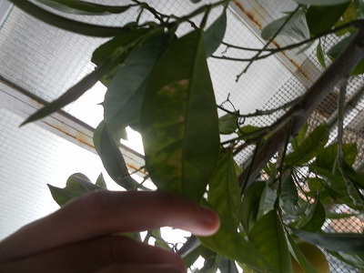 [Foto de planta, jardin, jardineria]