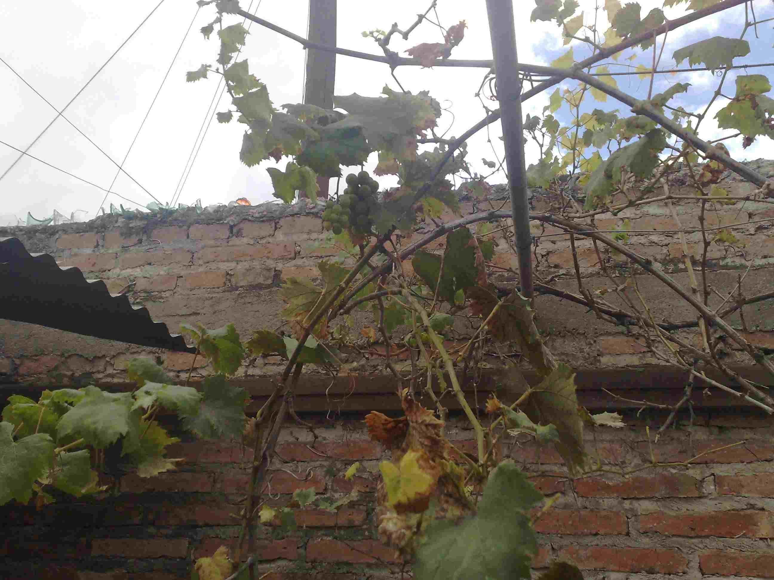 [Foto de planta, jardin, jardineria]
