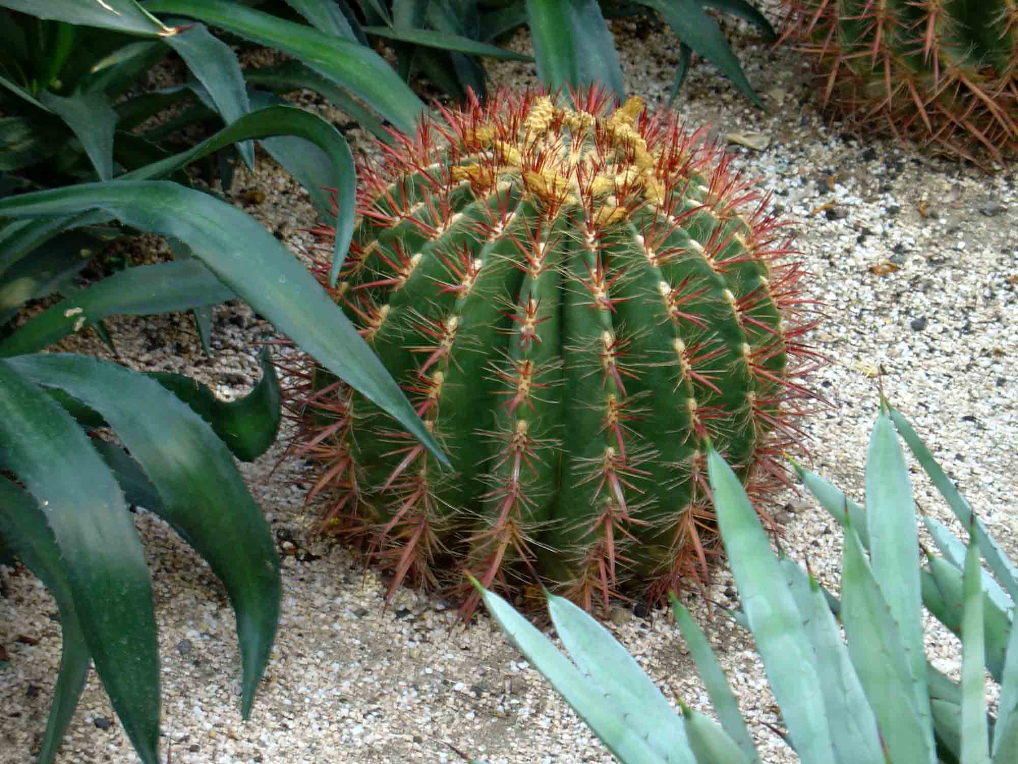 [Foto de planta, jardin, jardineria]