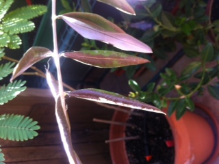 [Foto de planta, jardin, jardineria]