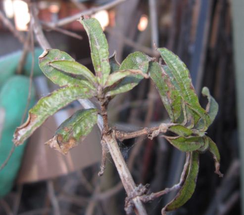 [Foto de planta, jardin, jardineria]