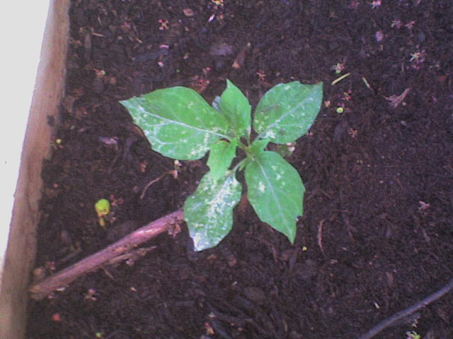 [Foto de planta, jardin, jardineria]