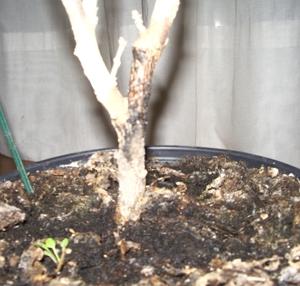 [Foto de planta, jardin, jardineria]