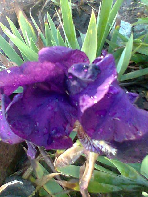 [Foto de planta, jardin, jardineria]